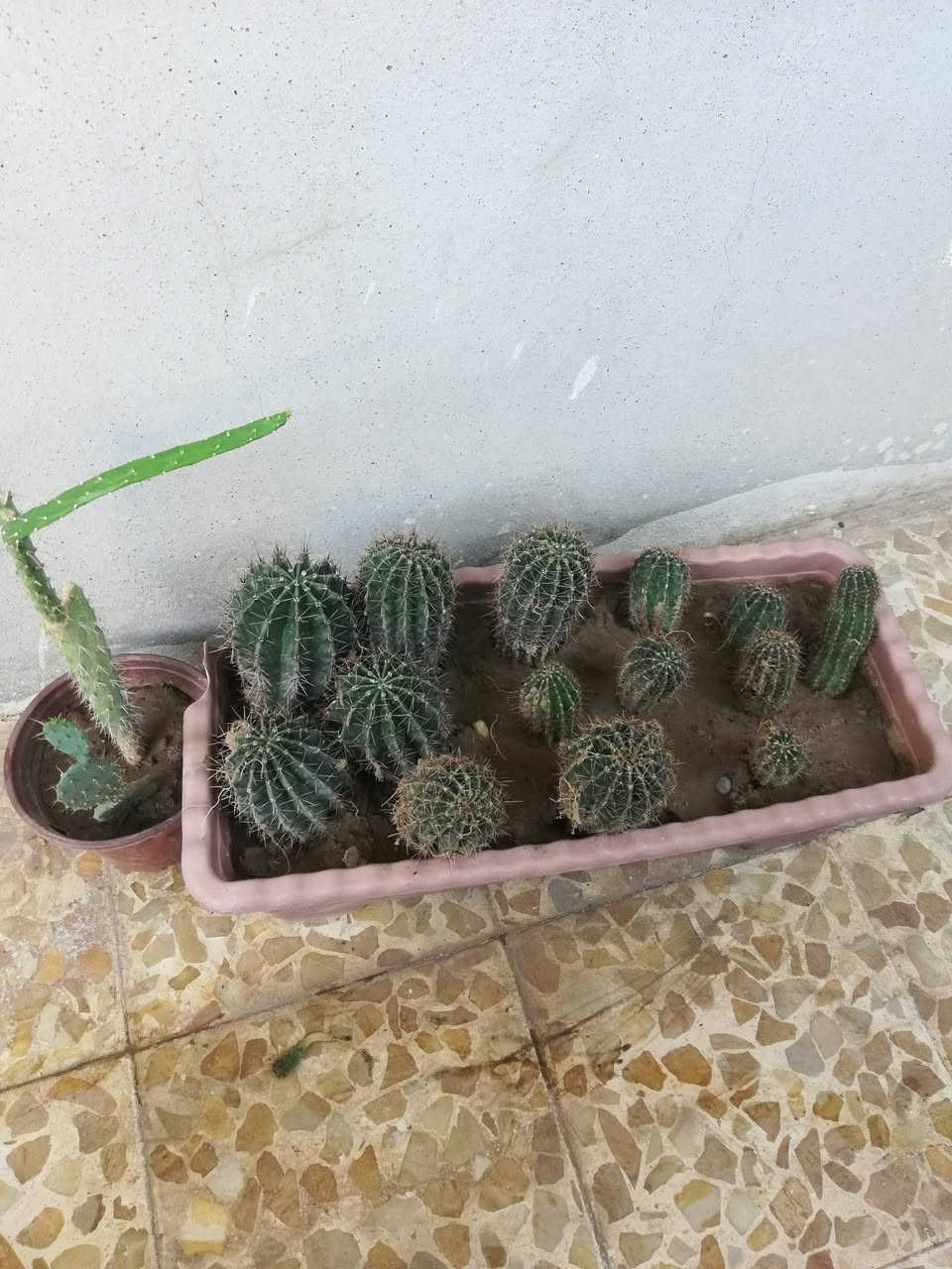 عندي هذا الصبار شرط الوحده بلمشتل اقل شي ب5. عدد 14وحده مثل ماواضح وسنادين الحجم 70 سنتي.. شلع ب50 قفل اقل ماابيع شراي اتصل
***********
*********** قرب مستشفى السلام
