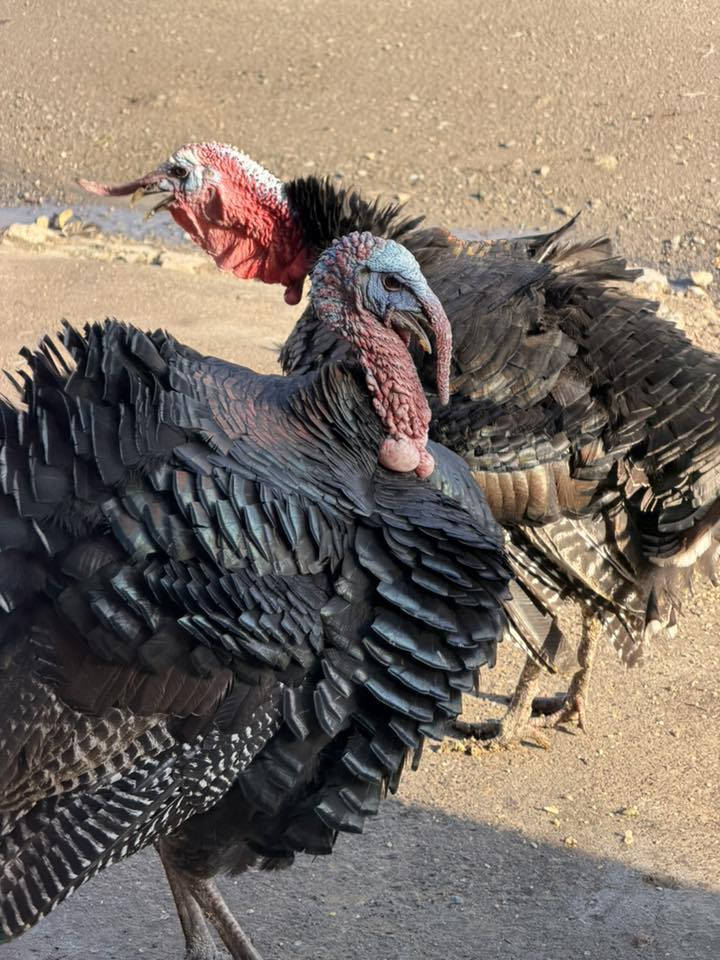 للبيع علو فحل ونتيه وزن فوك ٧
‭٠٧٥٠ ٨٧٠ ٠٨٧٥‬
