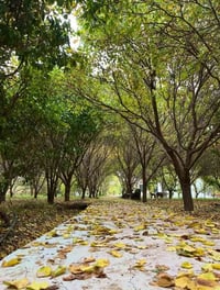 مزرعة الظلال • ١٥د عن الكاظمية • بيت VIP مكيف