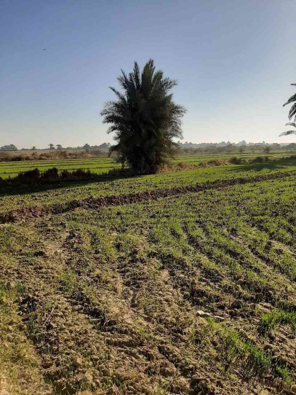 🌹السلام عليكم ..🌹

🌌#__أرض_زراعية__للبيع  🌌

🌍🟧#موقع_راقي__راقي__جدا

🌎 موقع راقي جدا صالح للاستثمار والسكن والزراعة 

🌐🌎الموقع ** الحمزة الغربي   __ مقابل شركة الاتحاد للسكر

🟥التفاصيل 👇👇

🟧المساحة : 4 دونم 

🌠 مباشر على الشارع الدولي 

🌌 صالحة للسكن والزراعة والاستثمار 

🟥السعر : سعر الدونم الواحد 18مليون وبيه مجال 

🌠 البيع عن طريق المكتب حصرا 

للاستفسار اكثر يرجى زيارة مكتبنا مكتب دلالية الرياحين للعقار          
#الكائن ..
 مقابل مديرية ناحية الحمزة على جهة الشارع الخدمي مجاور مكتب الإمارة.
             أو 
🟥الاتصال على ،,#الادارة:  *********** واتساب 

                                         *********** واتساب 

                                         *********** واتساب 

🏞️🏞️ للأعلان والترويج عن عقاراتكم يرجى مراسلة الصفحة أو مراسلة خدمة الزبائن واتساب ☎️ *********** ☎️
