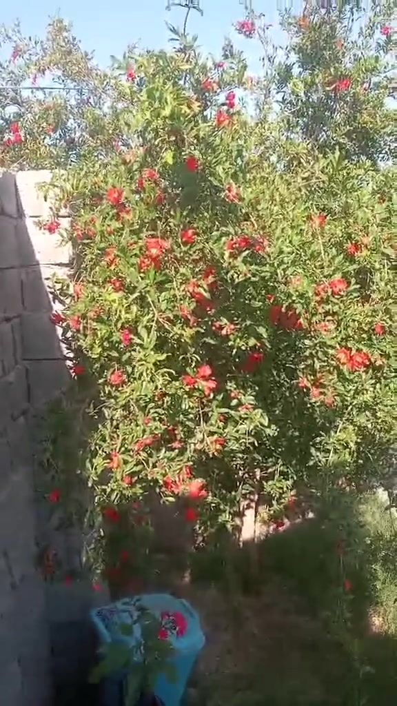 دائما انصح ب رمان الامريكي وندر فول هاي كدامكم  ماخذ شتلات ما شاء الله كمية الحمل  موجود يم مشتلنا الاسعار اكو ب الاف دينار واكو ب الاف ونص
موجود جملة ومفرد 
المكان الحله مدخل ناحية النيل القديم من جهة الدولي قبل السيطره
الرقم ***********
