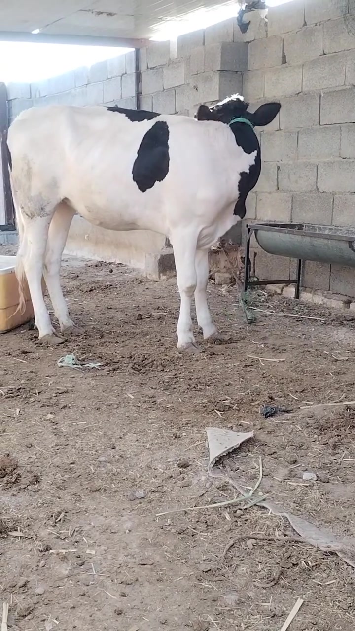 سلام عليكم متاح بجر ستراليه سمينه طامه بس الحم خشنه عنوان العماره حي الشهداء شارع السايدين ***********
