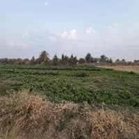 ٣ دونم • طابو زراعي • اول فرع بعد جامعه بابل