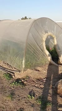 جوري السلطاني • أبو العطر • توصيل الحسينية