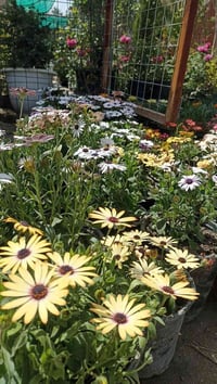 مشتل ورد البنفسج • ورد جوري • ورد متسلق