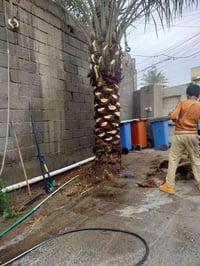 تكريب نخل وقطع الاشجار والنخيل الضارة والعالقه بالكهرباء للتواصل معنا ...