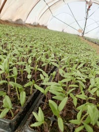 يوجد شتل مقاوم ماي كوري العدد 50فلينه 07838044708