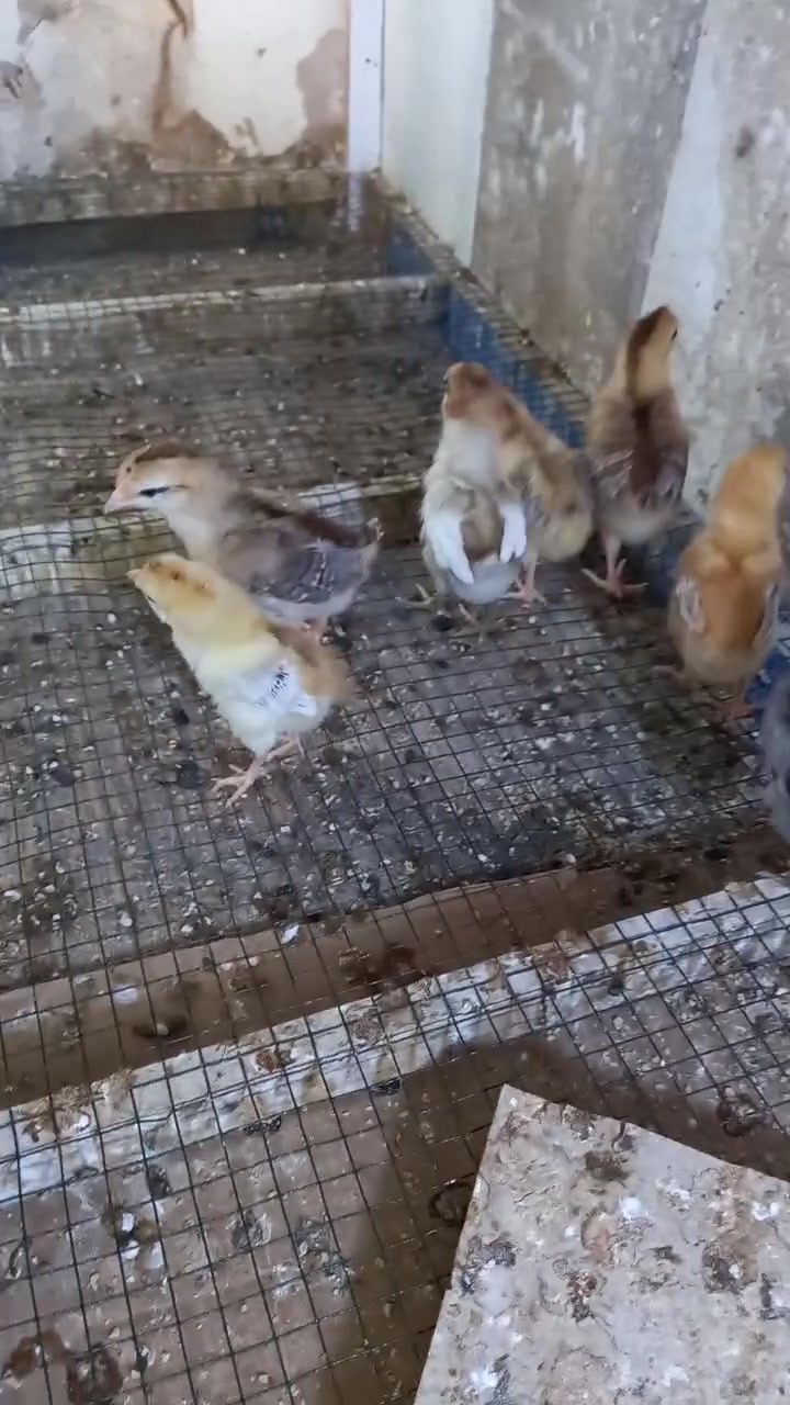افراخ دجاج عرب عدد١١ ماخذات لقاح سرة عمر٨ أيام بس الشراي يراسلني


**إذا كنت صاحب هذا الإعلان وتريد حذفه لأي سبب، رجاءا أرسل رسالة إلى الدعم الفني**
