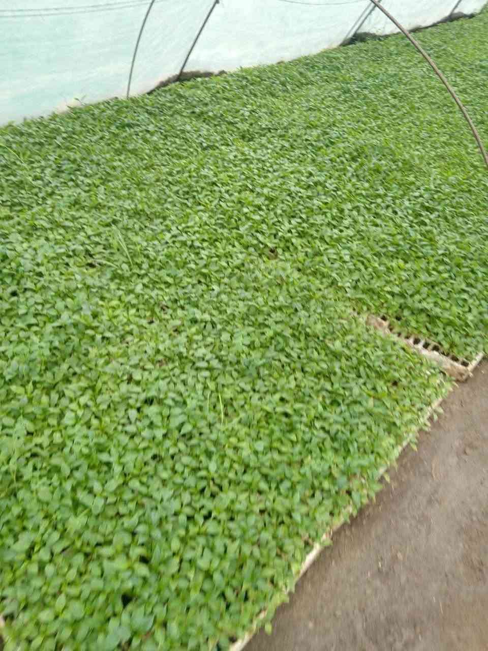 السلام عليكم
يوجد دايات صيفية للبيع
طماطة سوبر كوين اطباق 
بيتنجان راس الثور اطباق
فلفل حار الديرة اطباف
فلفل بارد أمريكي اطباق
لوبيا امريكي اطباق
خيار درجة أولى مستورد اطباق
عطروزي الديرة حزام الفلاح اطباق
 
اسكلة اطباق
ويوجد دايات ببتنجان البعكاش وطماطة دايات ارضية يعني شلاع
ويوجد بذور عطروزي حزام الفلاح من بذوري متعهد بية
يوجد بذور بانية بترا متعهد
العنوان
جزيرة الخالدية الملاحمة قرب جامع الإمام البخاري *********** مشتل ابو ياسر الملحمي الرمادي, الأنبار
