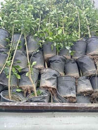 شتلات • زهور • شارع علوة مخضر