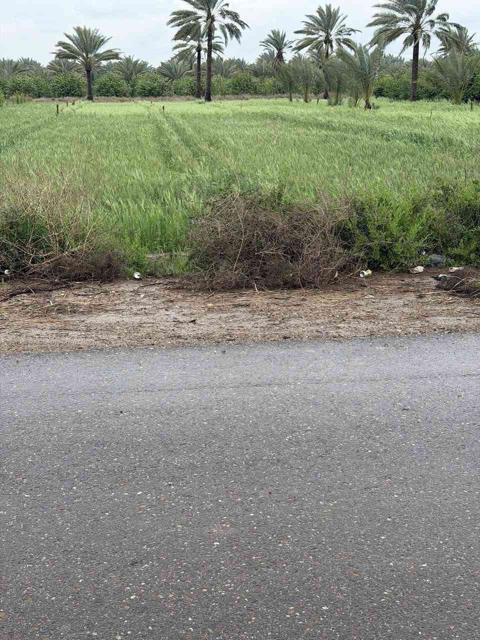 السلام عليكم بغداد الراشدية ثلاث3 دوانم  السعر الدونم واحد سعرها75بية مجال
واجها50النزال150

سند25طابو 

سندد25 افتح بيان واحول ابسمك 

ماي ساله ماي سكي واكهرباء 

الارض ع تبليط 

الاستفسار ***********

— في ‏بساتين الراشديه‏.
