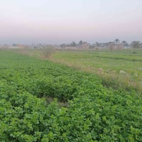 دوانم • طابو ملك صرف • أبي غريب حميد شعبان