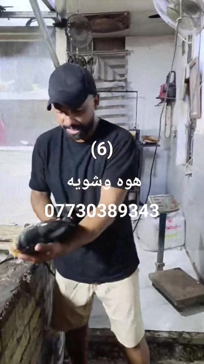 سلام عليكم حبايب ليوم سمج هوه وشويه 6كل هله بيكم باجر رابعا اني بل خدمه تجي نذبحه كدامك ونوزنه كدامك عمي جماعت ثوابات تعالو يمي بيكم خير ودللو العنوان شارع فيالق طب بي جنك رايح على زراعي مال نفط ***********احفظ رقمي يمك شوكت نا تحب احجز
