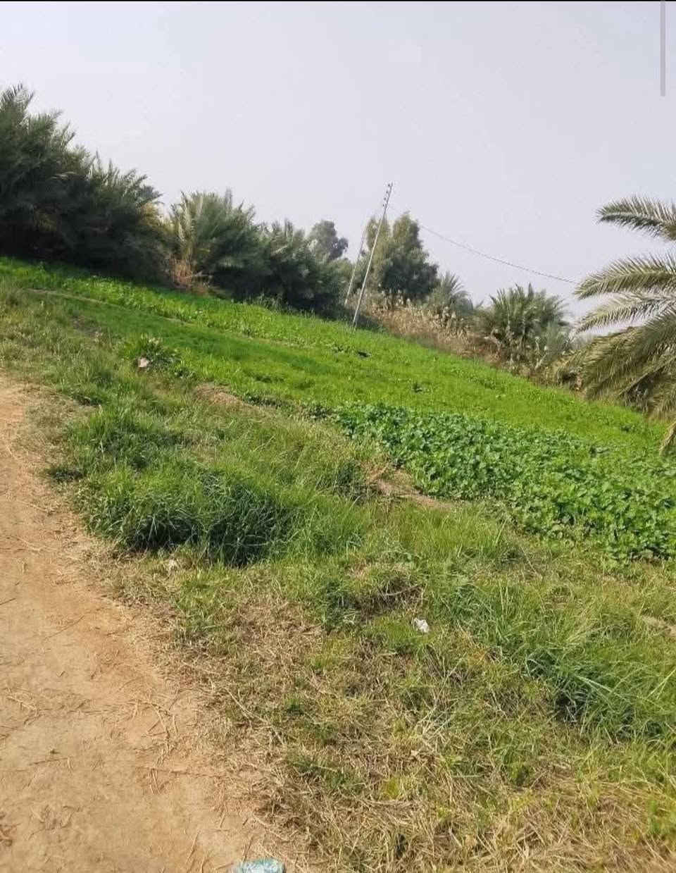 السلام عليكم يوجد بستان نخيل يحتوي علئ 200نخله شويثي،اصفر واحمر مساحه 6دونم مع 3منازل يوجد كافه الخدمات ماء سساله. حلو. مع كهرباء. مع ماء سگي  
المكان في ذي قار قضاء  الشطره
رقم الهاتف تواصل
***********
