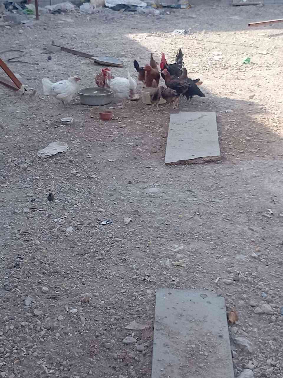 دجاج أصلي البيع 200 ألف ***********
