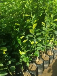 ٧ شتلات • حمضيات • توصيل مجاني بغداد