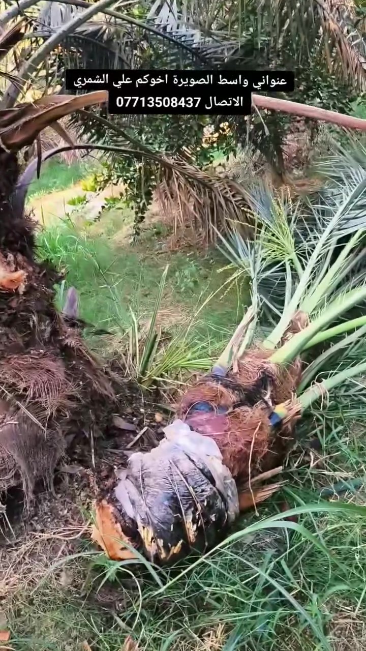السلام عليكم بتاريخ /8/6/2026/تم قلع فسائل برحي مجذره  ايضا يتوفر فسائل  مجهول  مجذر   تحت الام احجام خشنة  هذا بوصل ضمان لحين الاثمار موقع وختم خلاف النوع اتحمل سعر الوحده 5 أضعاف القلع بحضور المشتري الي راغب بالشراء عنواني واسط الصويرة لاتصال ***********  علي الشمري البيع النخيل
