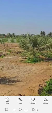ارض زراعيه طابو صرف المساحه دونم يوجد فيها 40 نخله برحي. تبعد عن شارع ...