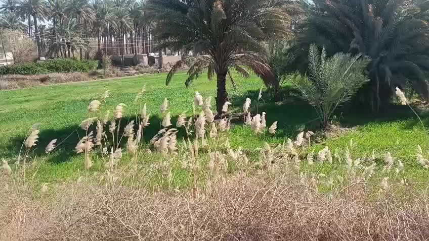 توجد ارض مساحتها ١٦دونم جنس لعقار طابو ملك مناصفه بستان مشجر حمضيات ونخيل تباع منها ٣فما فوق خدمات ماء كهرباء تبليط عنوان مدائن سلمان باك منطقه باوي للاستفسار ***********الاتصال ع الرقم
