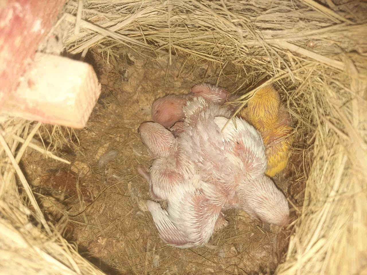 متاح للبيع *********** موجود واتساب هم
