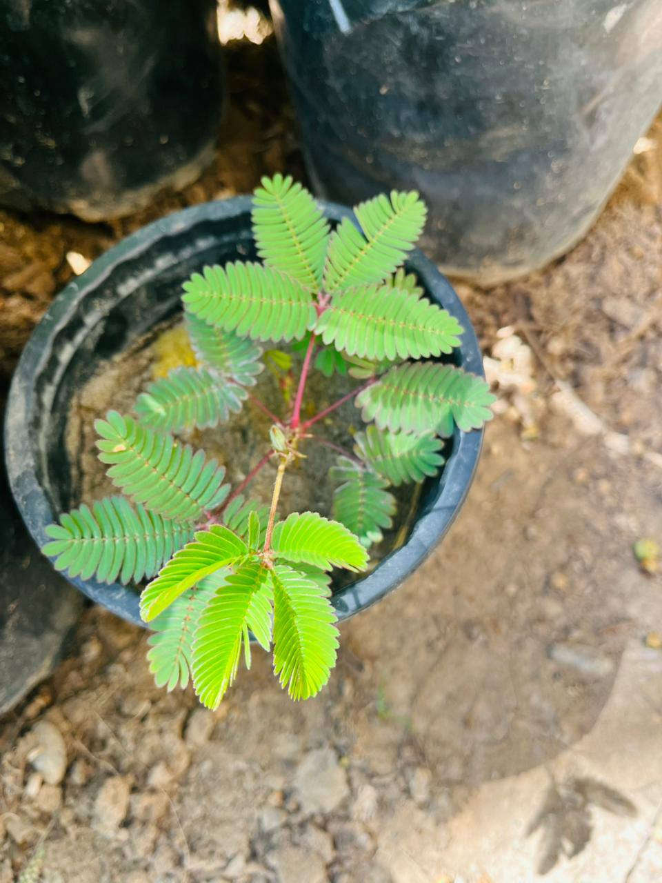 مجموعه من النباتات 
لطلب والاستفسار مراسلة الصفحه يوجد خدمة توصيل خانقين


**إذا كنت صاحب هذا الإعلان وتريد حذفه لأي سبب، رجاءا أرسل رسالة إلى الدعم الفني**