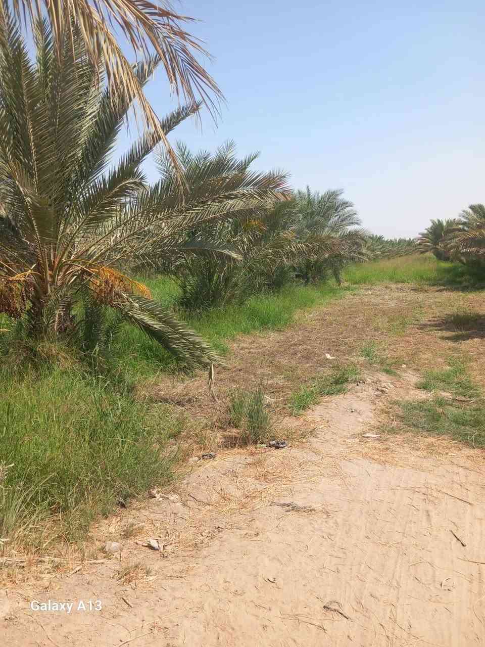 قطعة ارض للبيع
المساحة 5 دونم تحتوي على 180 نخله مع فسيل جاهز للقلع و80 تينه ملونه والوسط جت ومضخة كهربائيه شط الفرات 

على طريق ام خشم المحاجير الشرقية 

تصلح مشروع تجاري ..بيع مستعجل

للاستفسار على الرقم 

***********
