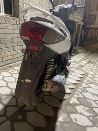 سكنس فحل • اوراق كامله • معدل قوي