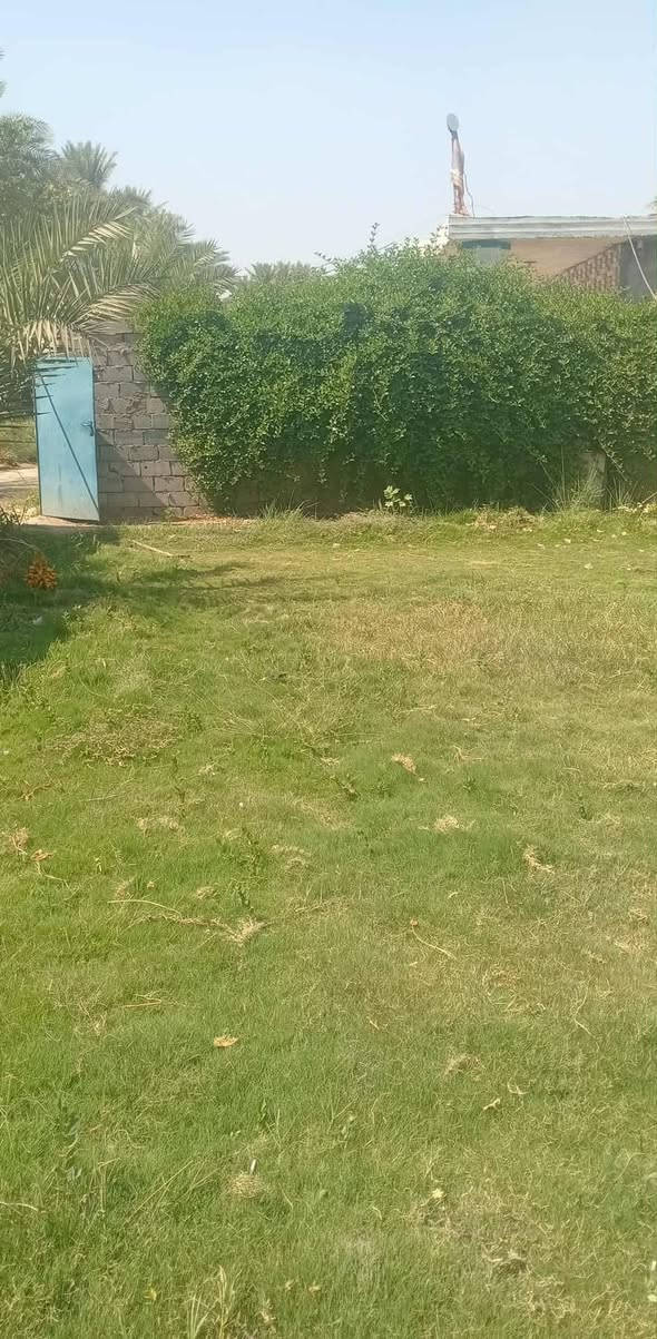 السلام عليكم اعيدالنشر بسبب الوعود الكاذبه مزرعه للبيع  المساحه ٨٠٠ من ظمنه  بيت حديث  صار اربع اشهر من بنيته  متكون من غرفتين وصاله وستقبال ومطبخ وحمام داخلي سويت وحمام خارجي الخدمات ماء اساله وماء  سقي  وكهرباء ومولد شارع  ذهبي ومدارس متوصت وابتدائي وبيه فواكه تين  ونخل شكر وزهدي وخستاوي ومزروعه  والثيله ١٠٠ متر  سند ٢٥ تحويل اسهم بلطابو شرط ثاني يوم  المكان بابل القاسم الهاشميه الجربوعيه تبعد عن طريق الزائرين العلجربوعيه 200متر تفاصيل اكثر اتصل *********** السعر  علخاص لو تتصل لو واتس اب.
