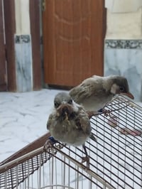 زوج بلابل • نثيه • فحل