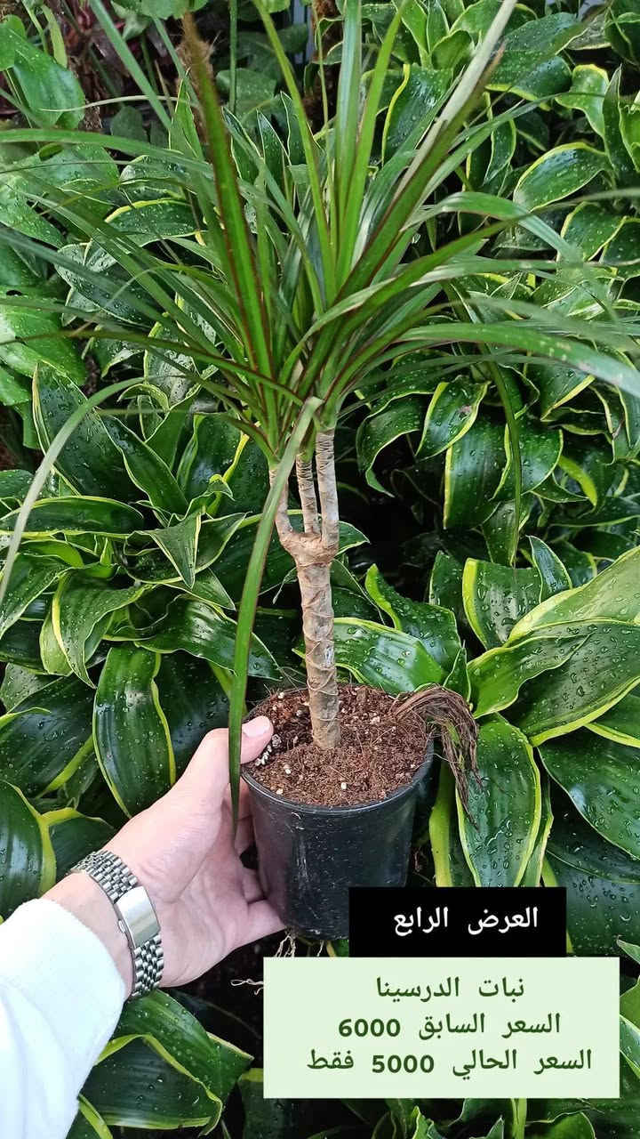 خلّي النباتات الظلّية تزيّن منزلك وتضيف جمالاً للمكان 🌿
تشكيلة مميزة من النباتات الظلّية والخارجي
بجودة مميزة وأسعار مناسبة.
📍 متوفر الآن في بابونج 🌼
(يوجد.لدينا خدمة توصيل لكافة احياء مدينة الموصل) 
الحجز والاستفسار 
الاتصال/ مراسلة الصفحة 
***********
