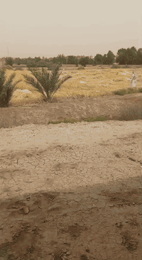 للبيع حاصوده سعر ٧٠ ورقه ***********
