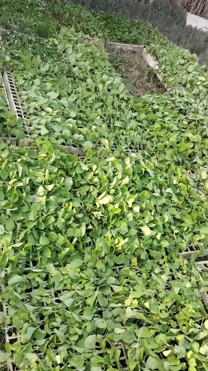 السلام عليكم متوفر دايه بيت انجان طماطه وفلفل حار وبارد العنوان واسط قضاء الاحرار الحسينيه بصف موكب المختار صف علوان ابو دهن مقابل عباس


**إذا كنت صاحب هذا الإعلان وتريد حذفه لأي سبب، رجاءا أرسل رسالة إلى الدعم الفني**