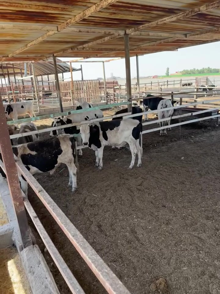 🐂🐂🐂🐂🐂🐂🐂🐃🐃🐃🐃
تم وصول وجبه جديدة من العجول بمناسبت شهر محرم
 (عجول و مباجير )عراقي 
 باوزان مختلفه
🔴علما ان البيع يكون على الوزن🔴
العنوان:
واسط/الكوت /طريق الحي /قرب المعهد الفني  
 للاستفسار:
*********** 📞
