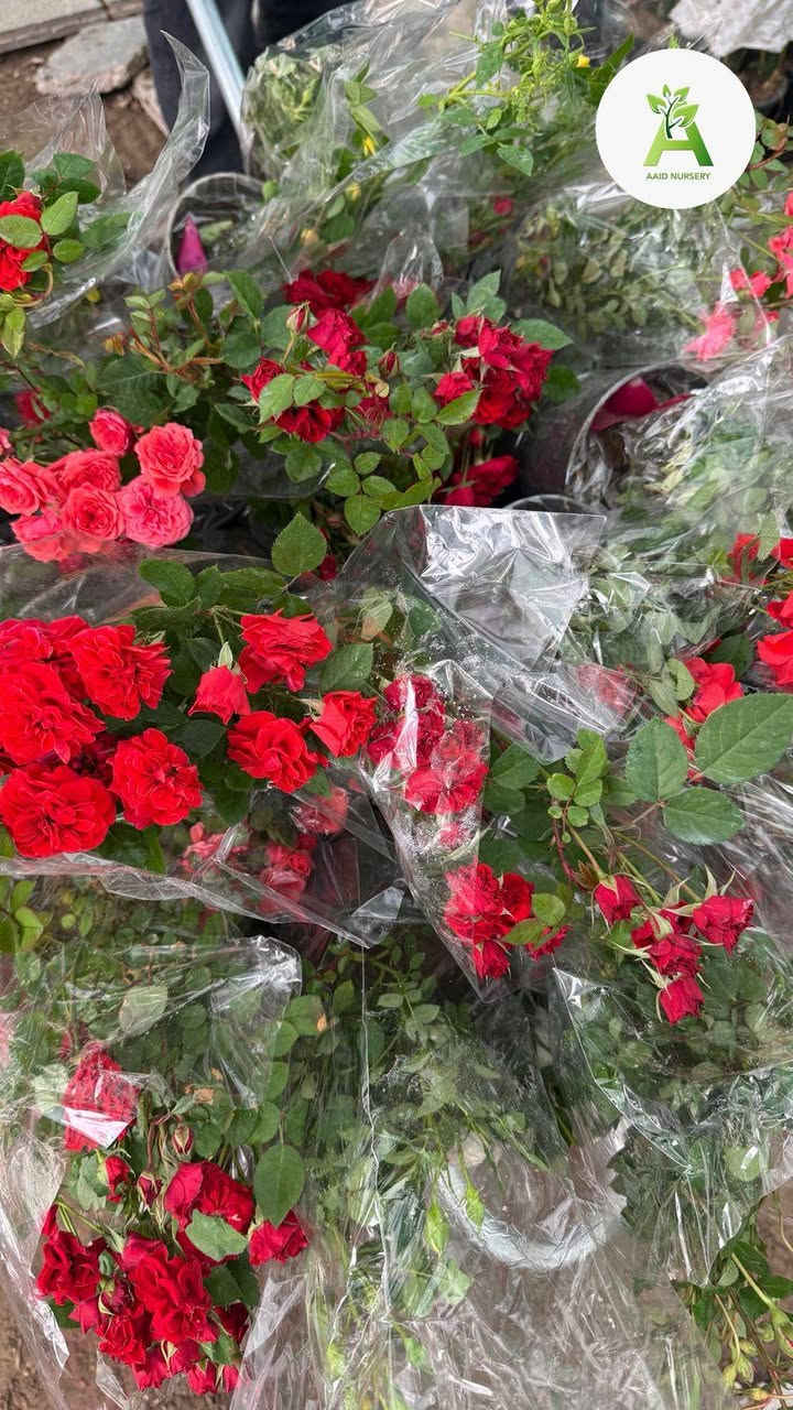 تم بعون الله وصول وجبه جديده من نباتات الخارجية. ورد جوري ايراني.جهنمي قزمي . استرا . عنوانا الجمعيه الأولى قرب مدرسه الفرزدق أو مقابيل فالح الوكيل


**إذا كنت صاحب هذا الإعلان وتريد حذفه لأي سبب، رجاءا أرسل رسالة إلى الدعم الفني**