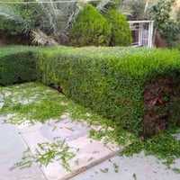 ⚜️قص الثيل والياس والديدونيا⚜️ 📢يتوفر📢 🔴تقليم الياس والديدونيا بمنشار ...