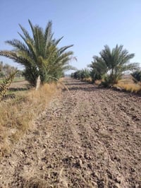 طريق السنية • ١١ دونم • قابلة للسكن