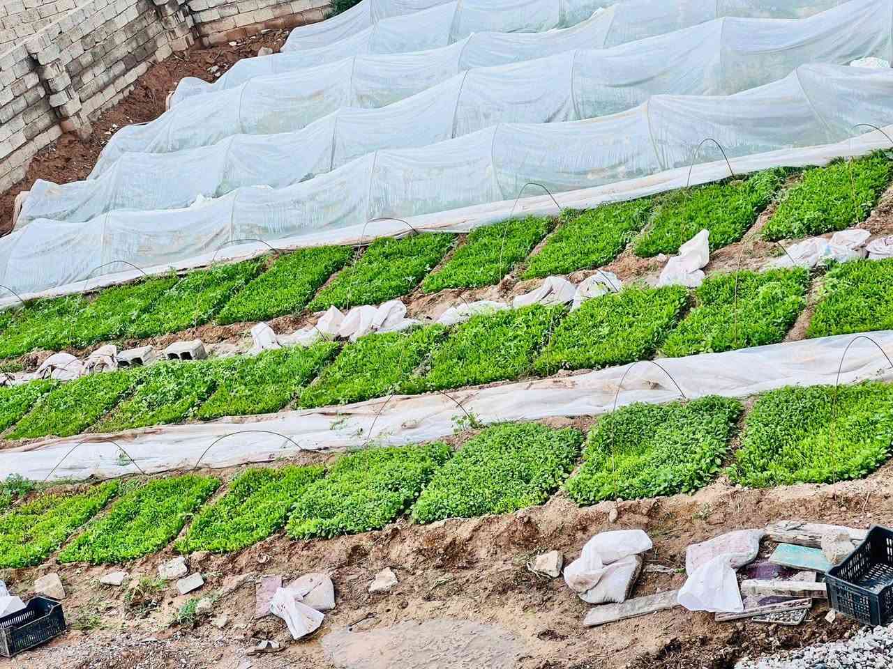 دايه فلفل بونازا واميرال
وبيذنجان برشلونه طول اللوح١٥٠ والعرض ١٢٠ الثخن خير من الله للحجز والاستفسار التواصل مع الرقم الموجود في الاعلان ***********
