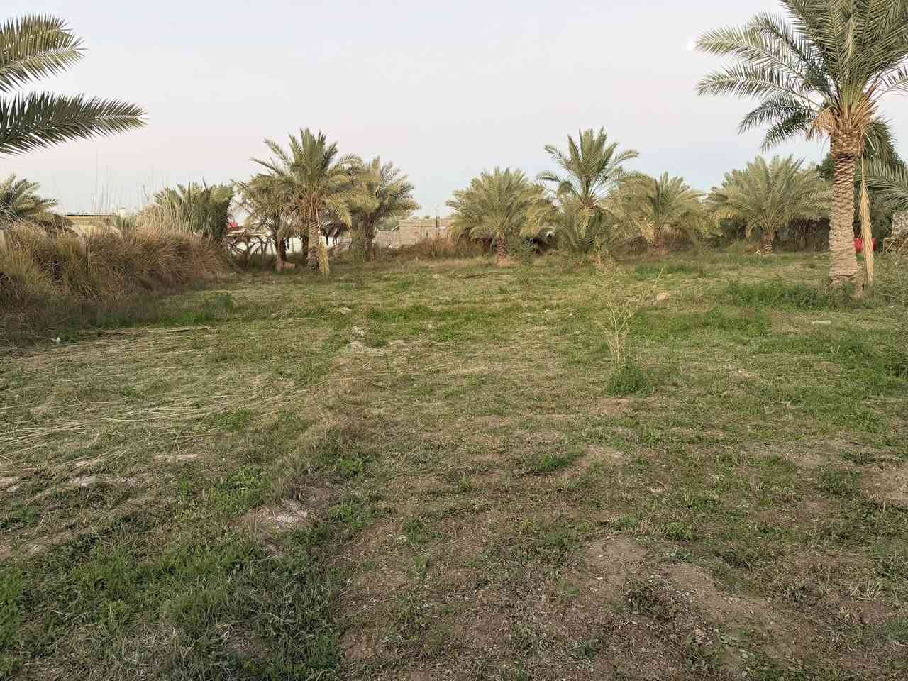 للبيع 2000مترطابو بستنا على طريق السنيه مقابل الجامعه الاسلاميه الجديده تبعد عن الشارع العام ١٥٠ متر كامل الخدمات ماء سقي ماء اساله كهرباء وطني ومولدات شارع  وبيها أنواع النخيل مسيجه بالكامل تحويل بسم المشتري ترهم مراوس نقدي يبقه مبلغ انتظرك عليه حسب التفاق للستفسار تعال خاص اواتصل ***********واتساب
***********
