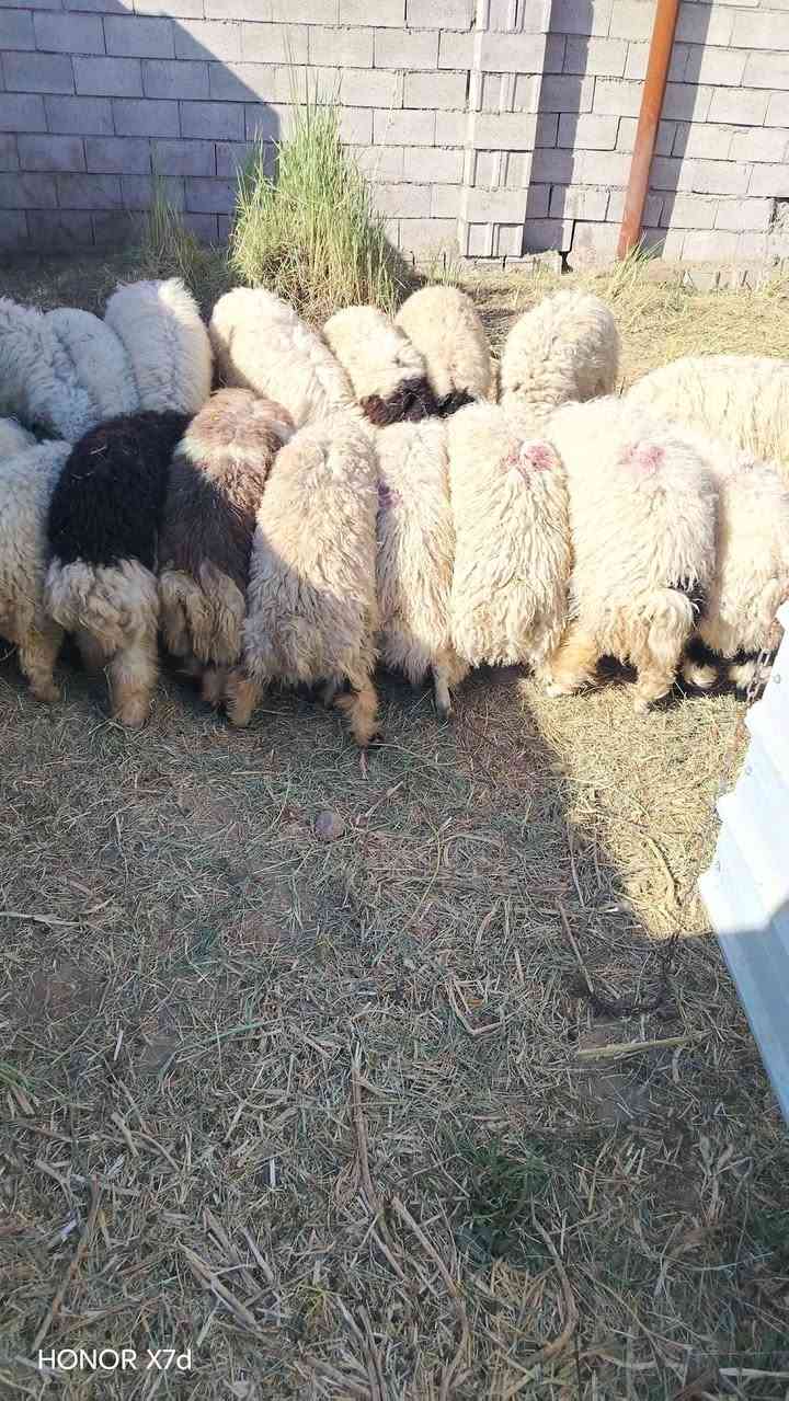 السلام عليكم طليان سمان فول لحم خير من الله تلكط بايدك الي يعجبك العلم سمره ***********وائل ال خطاب
