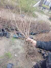 ورد قهوه تركية • ٧٠٠ شتله • ديالى الخالص