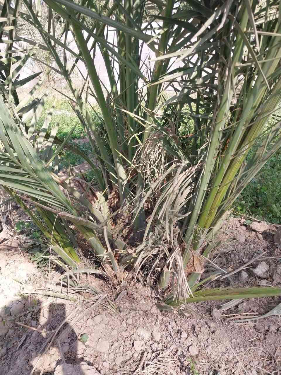 متوفر فسائل استعمران وخضراوي وفسائل عبد الهادي  باحجام مختلفه ويوجد خدمة توصيل باي مكان بلعماره وكذالك قلع وشتال والمشتري مخير.  وامانة الله ورسوله حسب طلب المشتري  *********** ابو احمد عمارة, ميسان
