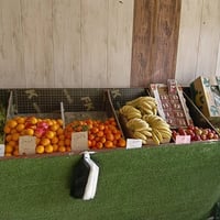 شباب مالكم علاقه بلمخضر ...ميوزه علوه أو بسطيه مخضر  للبيع خمس ميوزه م...