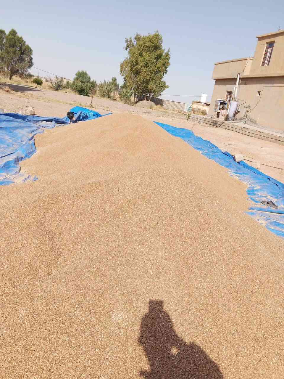 السلام عليكم ورحمه الله.
بذور حنطة صنف بورو بنت المغلف.
صنف غني عن التعريف 
 عالي الانتاج انتاجة خير من الله 
مقاوم للبرودة 
مقاوم للاضطجاع
مقاوم للأمراض الفطرية 
السعر الطن 700
الرقم ***********
المكان صلاح الدين بيجي ناحية الحجاج
