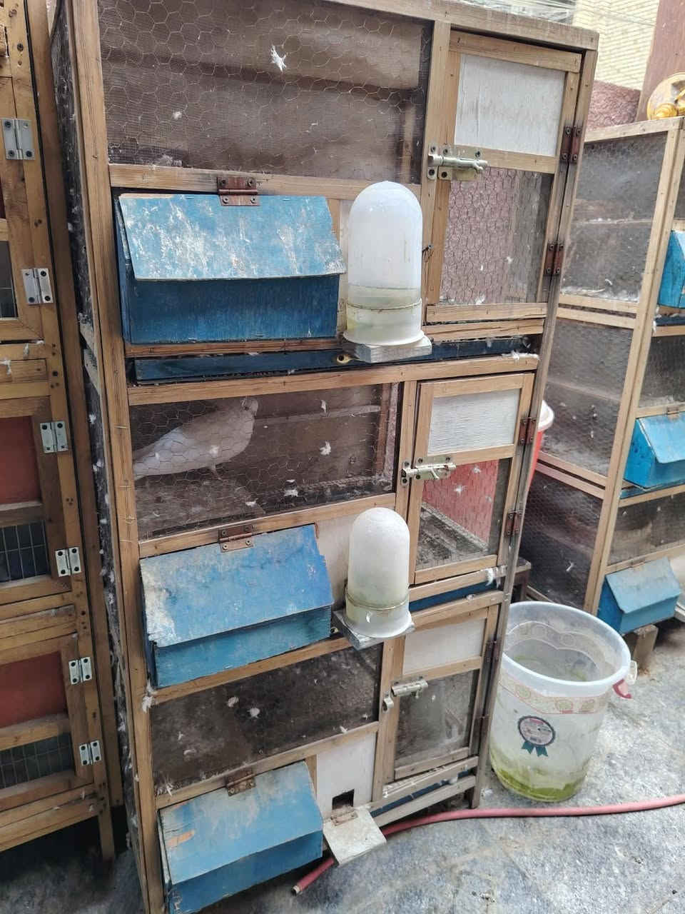 السلام عليكم ٣ اقفاص كل قفص بيه ٣ خانات وجررات تنظيف كلهن ب١٢٥ وبيهن مجال بغداد البياع الَمعالف تقاطع الربيعي رقم الهاتف ***********
