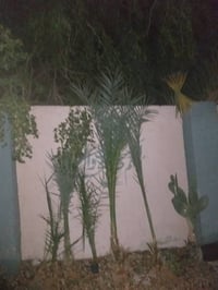 نخلات • نجف شارع المدينه • نوع غير معروف