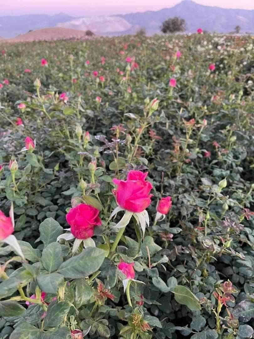 تم وصول وجبه من شتلات ورد جوري تنخيل قطمر ٥ الوان
البيع جمله ومفرد.
سعر ٦٥٠ دينار
للحجز والاستفسار الاتصال على الرقم *********** جاسم الخليفاوي العنوان الخالديه شارع العام مقابل بلديه الخالديه.
