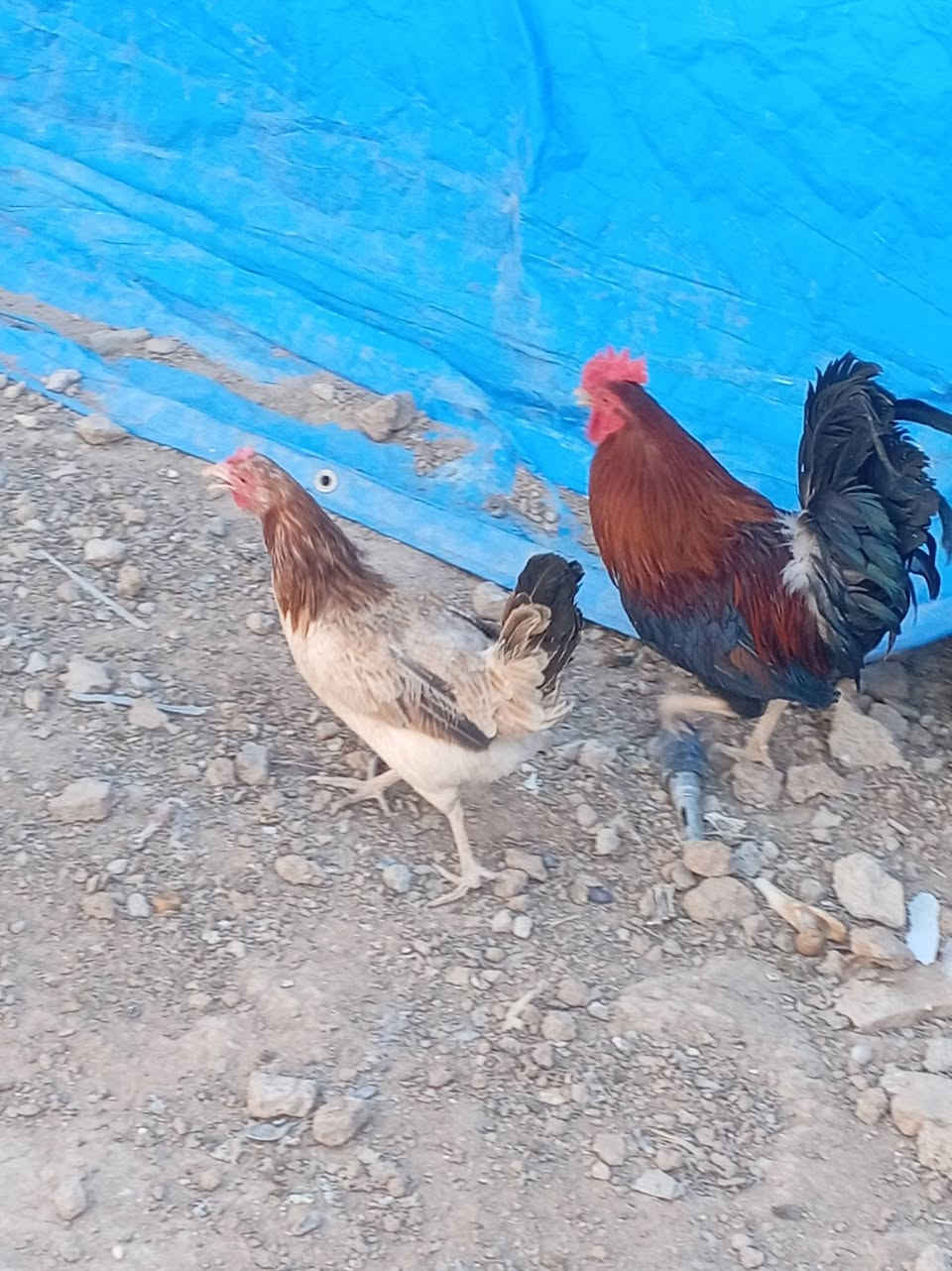 متاح دجاج كويتي


**إذا كنت صاحب هذا الإعلان وتريد حذفه لأي سبب، رجاءا أرسل رسالة إلى الدعم الفني**