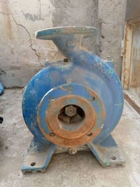 خنزيرات • ٢قطعة • بغداد