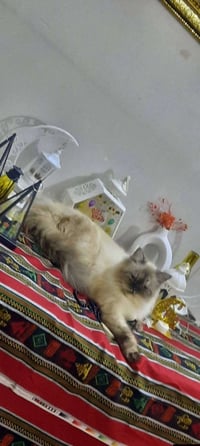 بلاش اليفة • ملقحة • مكان الامين الثانية