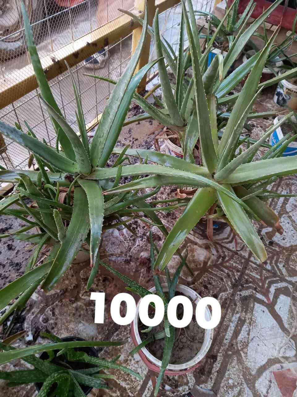 نبات الألوفيرا الطبيعي 🌿
فوائد متعددة للصحة والجمال
• يرطب ويهدئ البشرة
• مفيد لحروق الشمس والالتهابات
• يقوي الشعر ويقلل التساقط
• نبات طبيعي وسهل العناية
متوفر بكميات سعر السندانه 100 و 10000 الاف و 5000 سامراء حي الافراز شارع المستوصف مقابل مدرسة الكندي للبنين 
للطلب والمراسلة *********** او ***********
